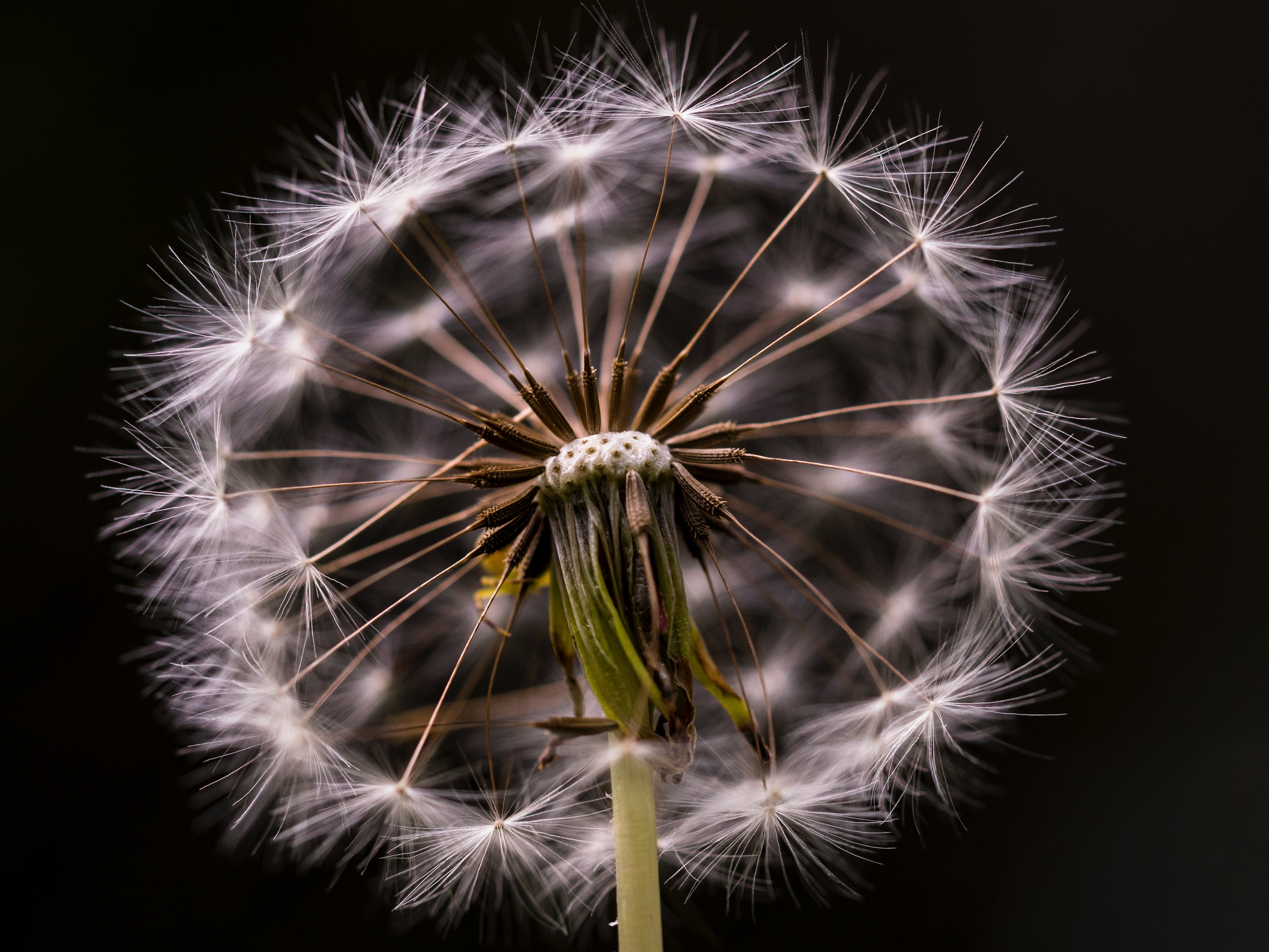 Dandelion Logo